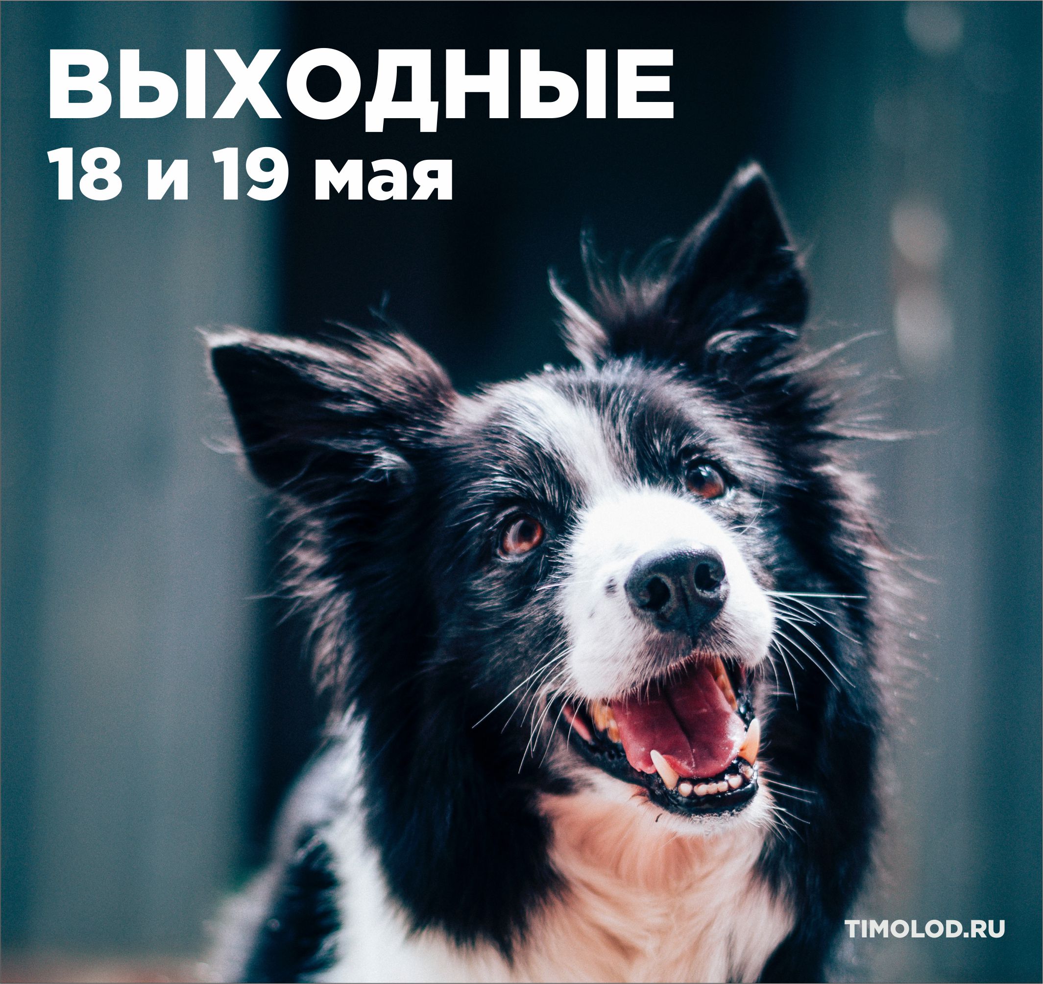 Dog speak. Собака bmp.